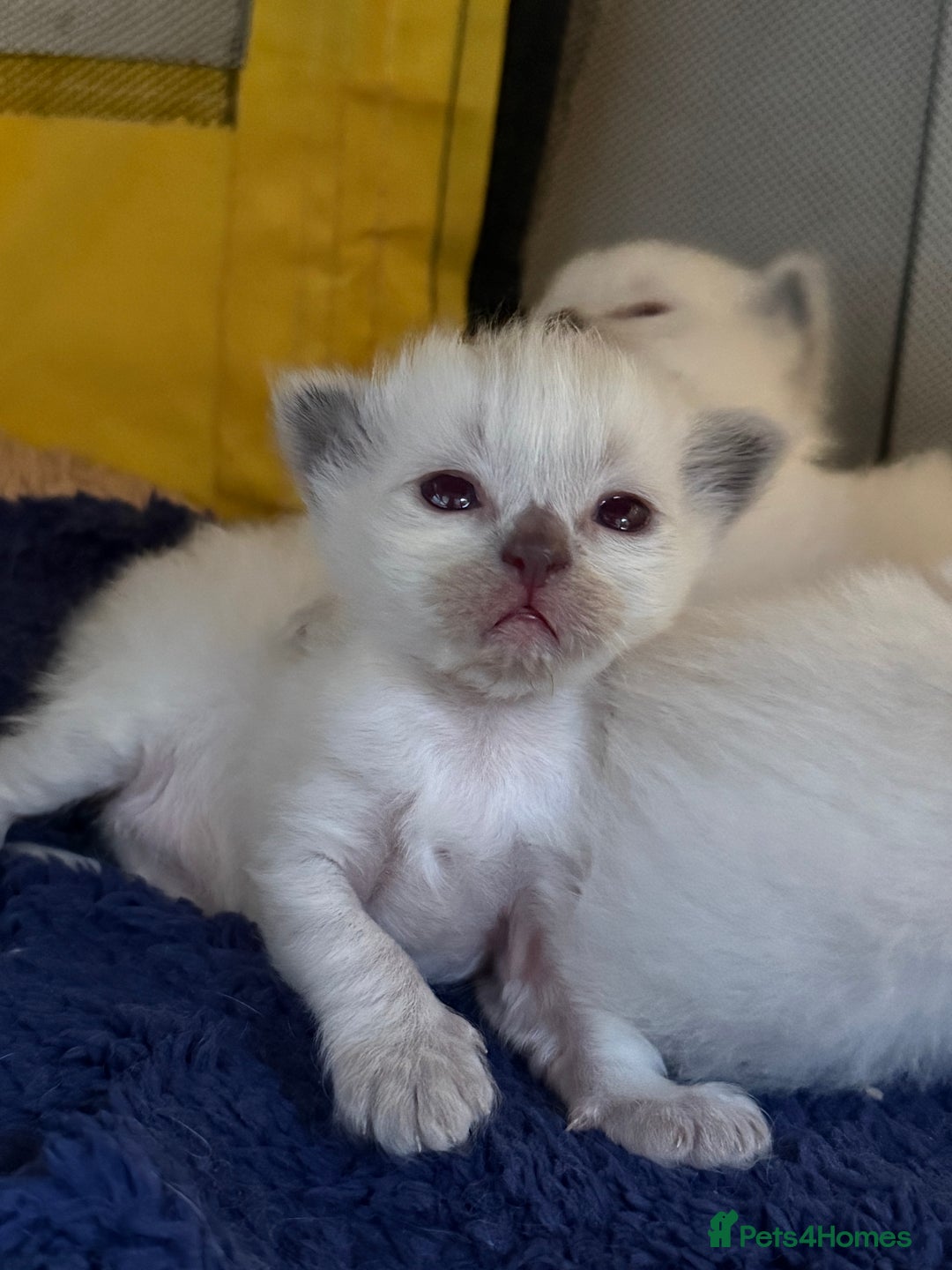 Ragdoll cats for sale: A litter of ragdolls  - Image 3