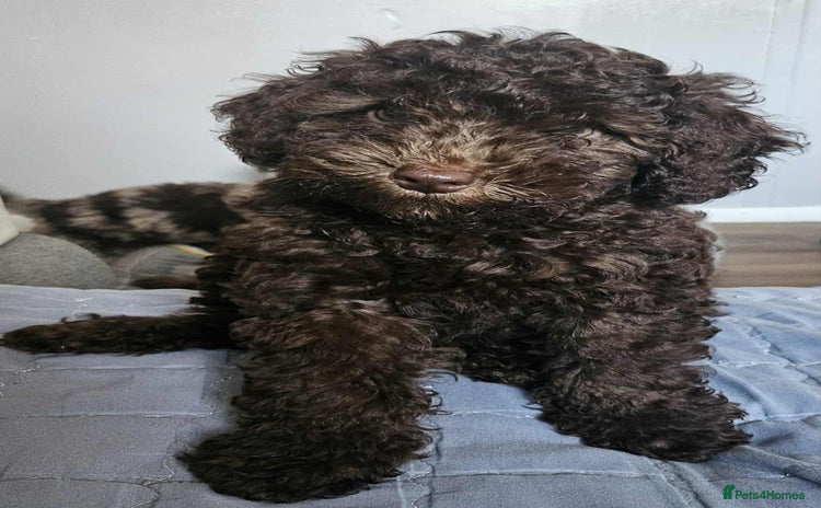 Miniature Poodle dogs - Advert 1