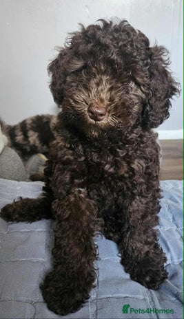 Miniature Poodle dogs - Advert 1