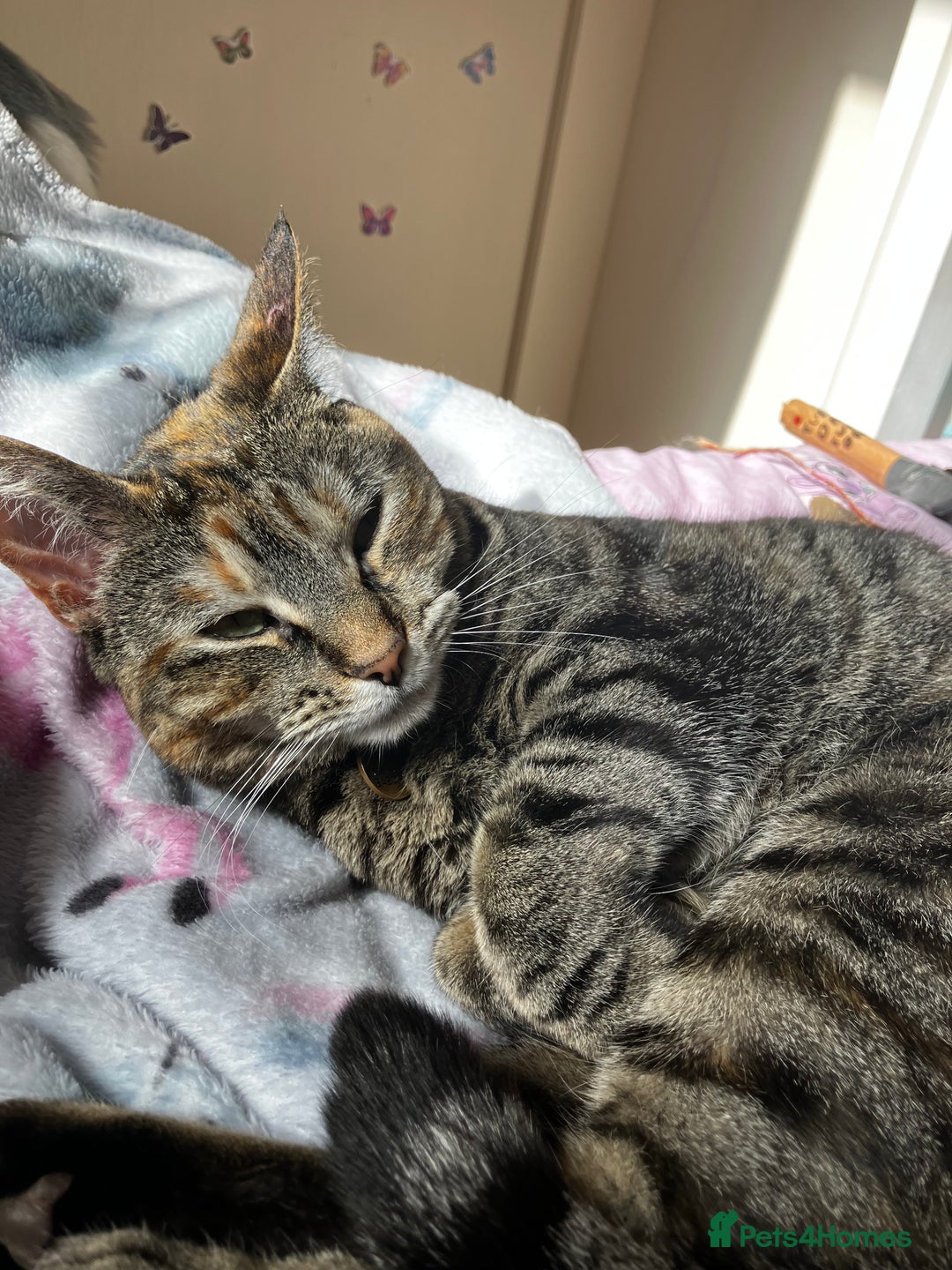 Mixed Breed cats for sale: Adult female tabby  - Advert 6