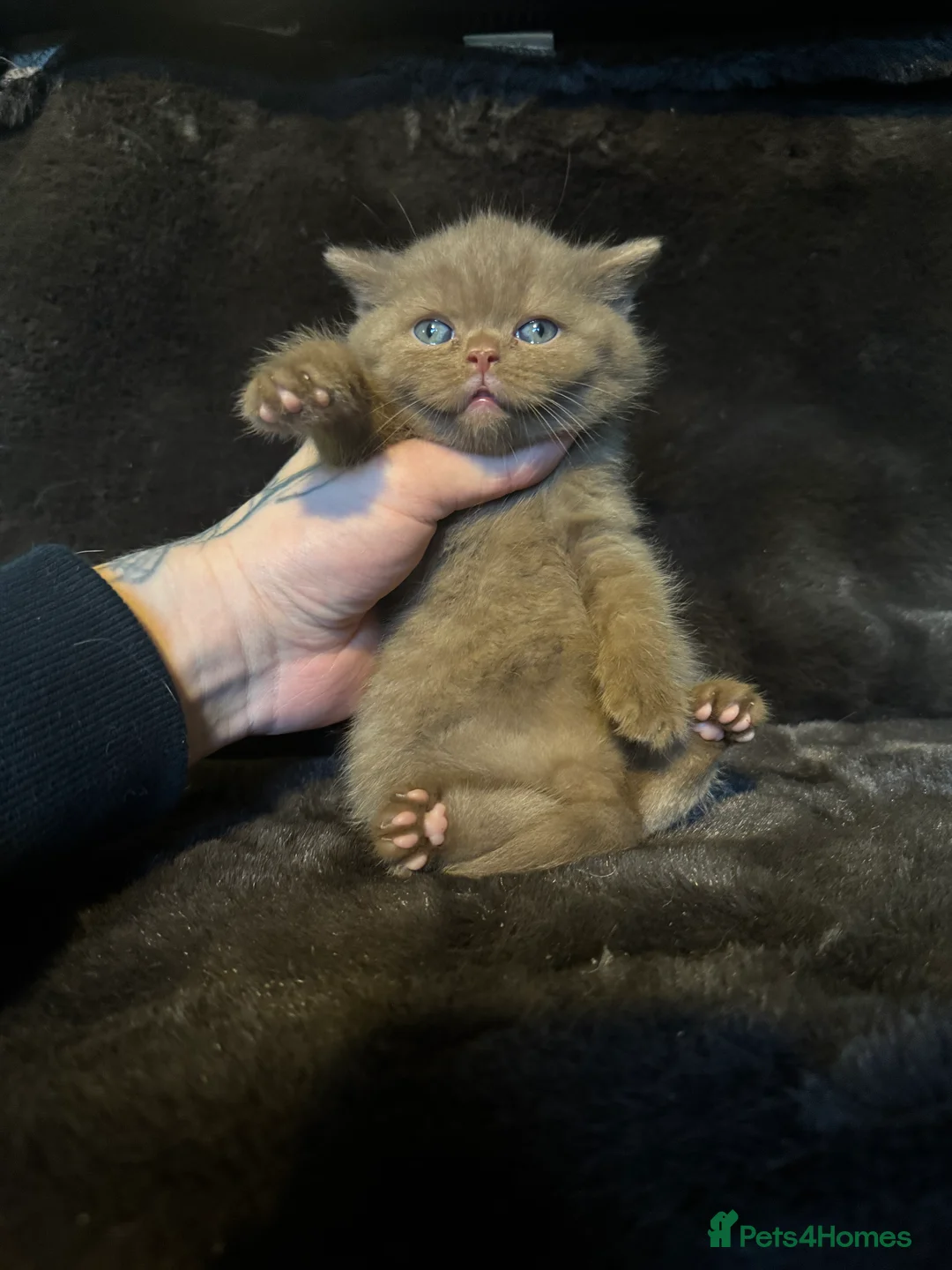 British Shorthair cats for sale: Tica reg BSH kittens  - Advert 7