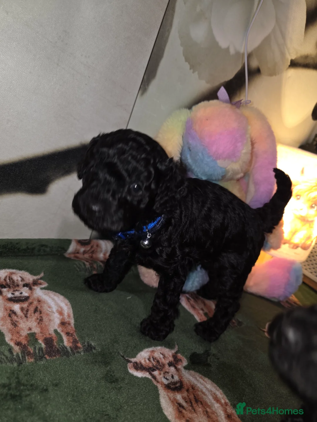 Mixed Breed dogs for sale: Hybrid miniture/toy poodle  - Advert 3