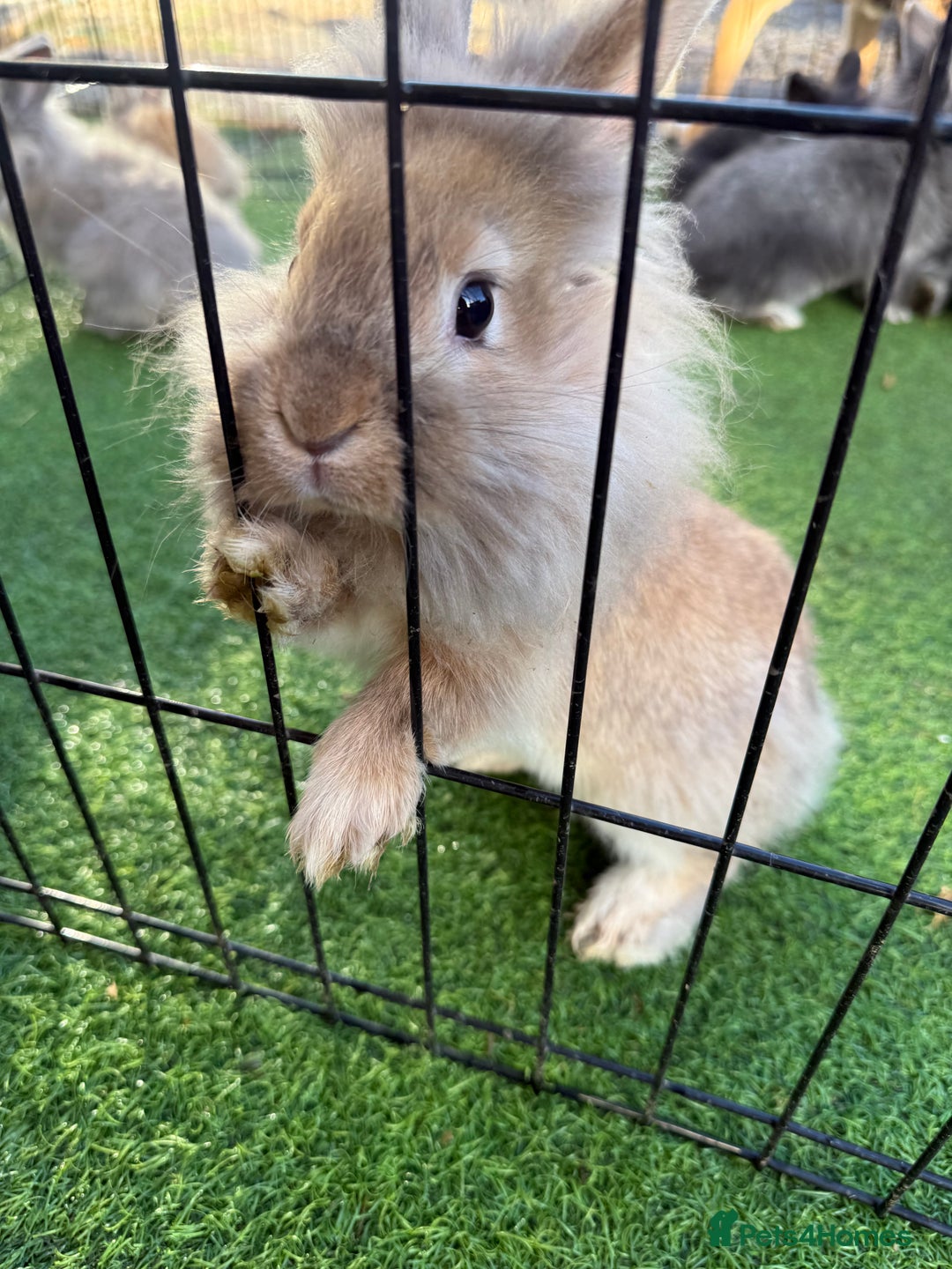 Mixed Breed rabbits for sale: Baby rabbits ready now  - Advert 2