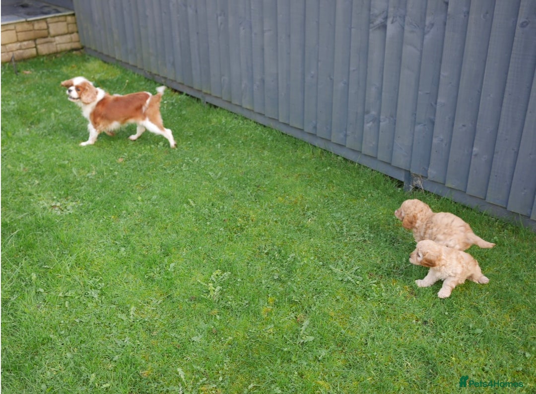 Cavapoo dogs for sale: Quality Health Tested F1 Cavapoo Puppies - Advert 5