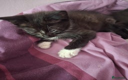 Mixed Breed cats for sale: Black and black and white kittens - Image 2