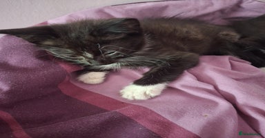 Mixed Breed cats - Advert 11