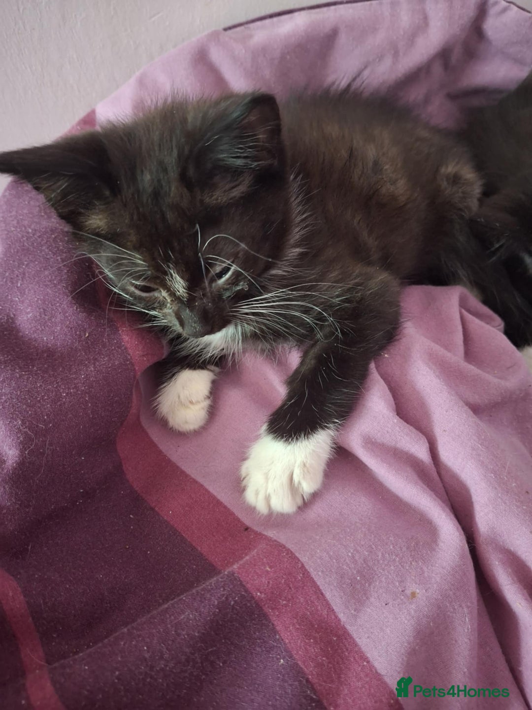 Mixed Breed cats for sale: Black and black and white kittens - Image 2