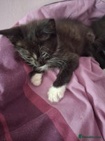 Mixed Breed cats - Advert 12