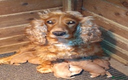 Cocker Spaniel dogs for sale: Female - Image 4