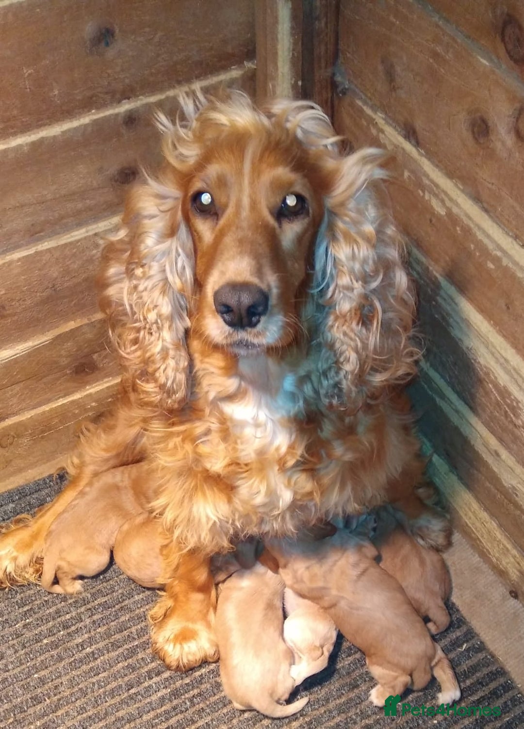 Cocker Spaniel dogs for sale: Female - Image 4