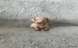 Dachshund dogs for sale: Beautiful dachshund puppies  - Image 8