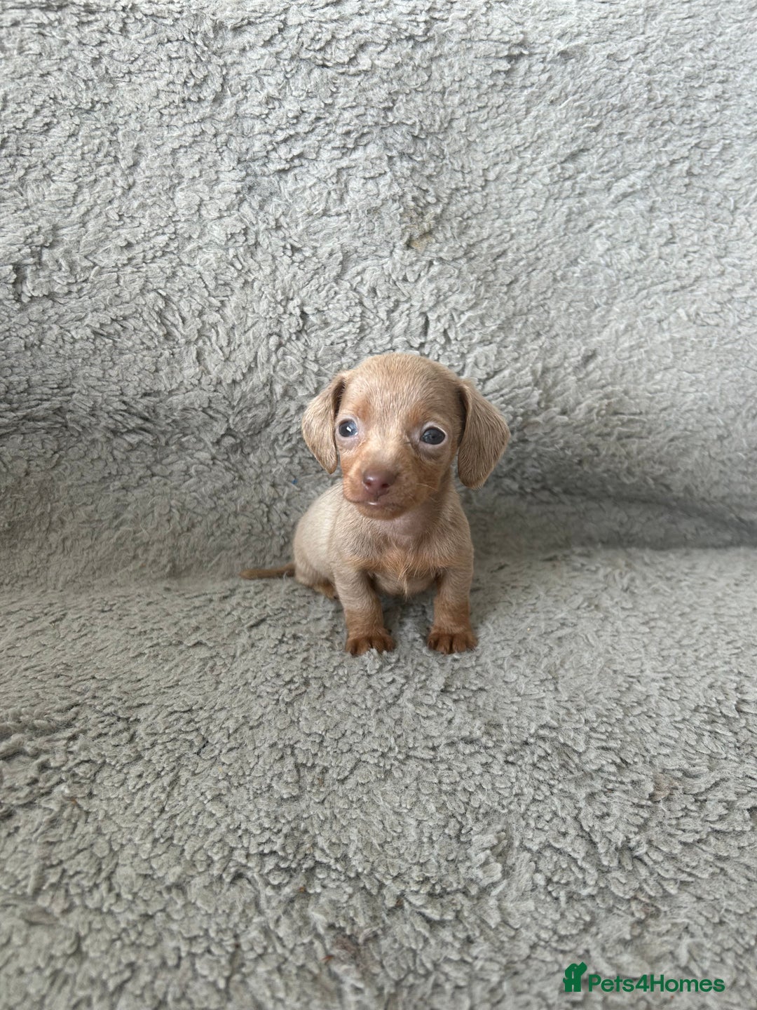 Dachshund dogs for sale: Beautiful dachshund puppies  - Image 8
