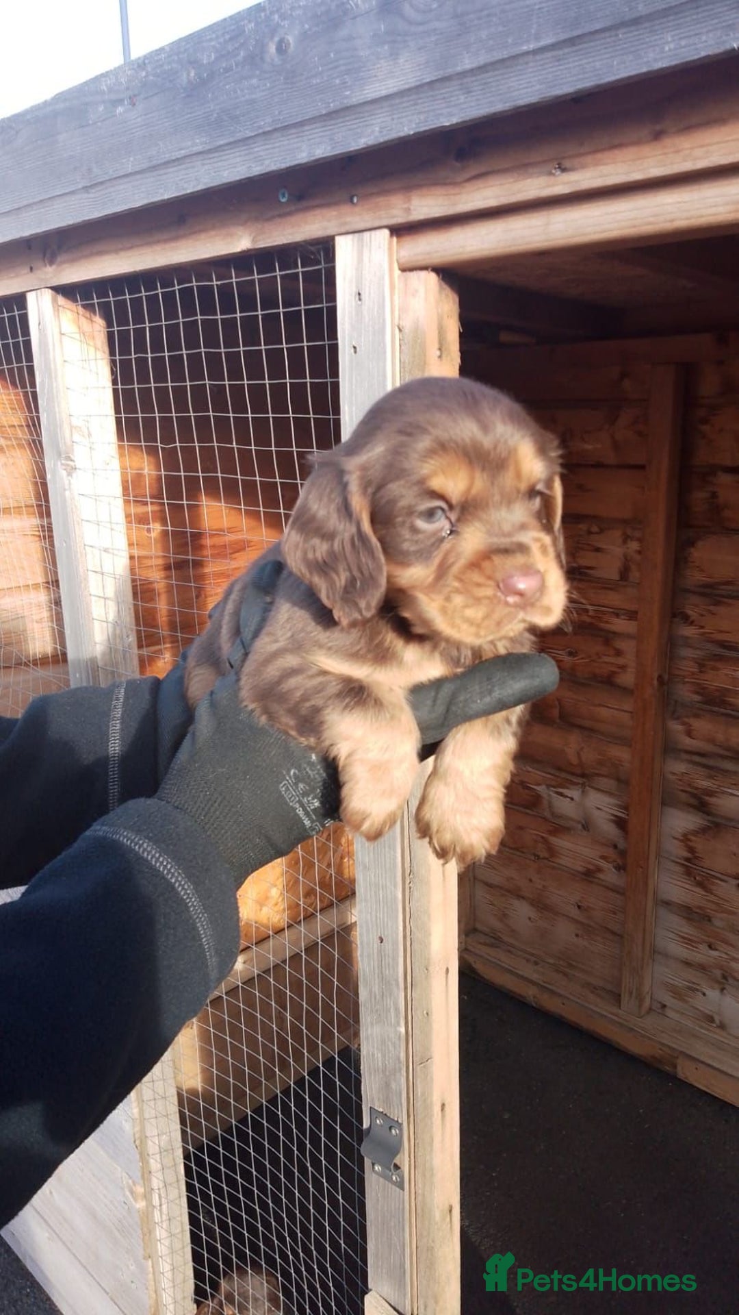Cocker Spaniel dogs for sale: Last red boy - Ready to leave this week   - Advert 14