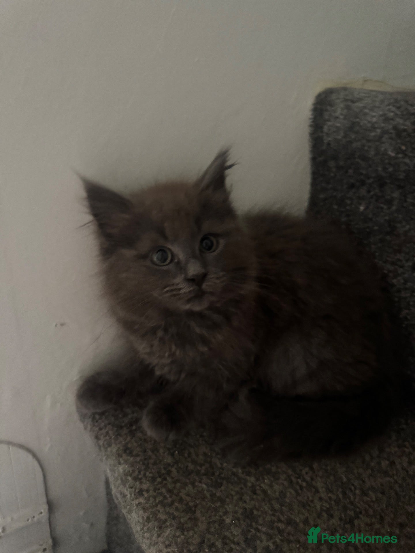 Ragcoon cats 🩵3 Beautiful Ragcoon Kittens Ready To Leave Now🩷 - Advert 2
