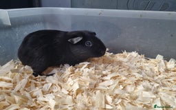 Guinea Pig rodents for sale: Baby Male Guinea Pigs  - Image 12