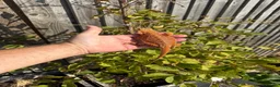 Bearded Dragon reptiles for sale: bearded Dragons. Red monsters. Tigers. Etc  - Advert 4