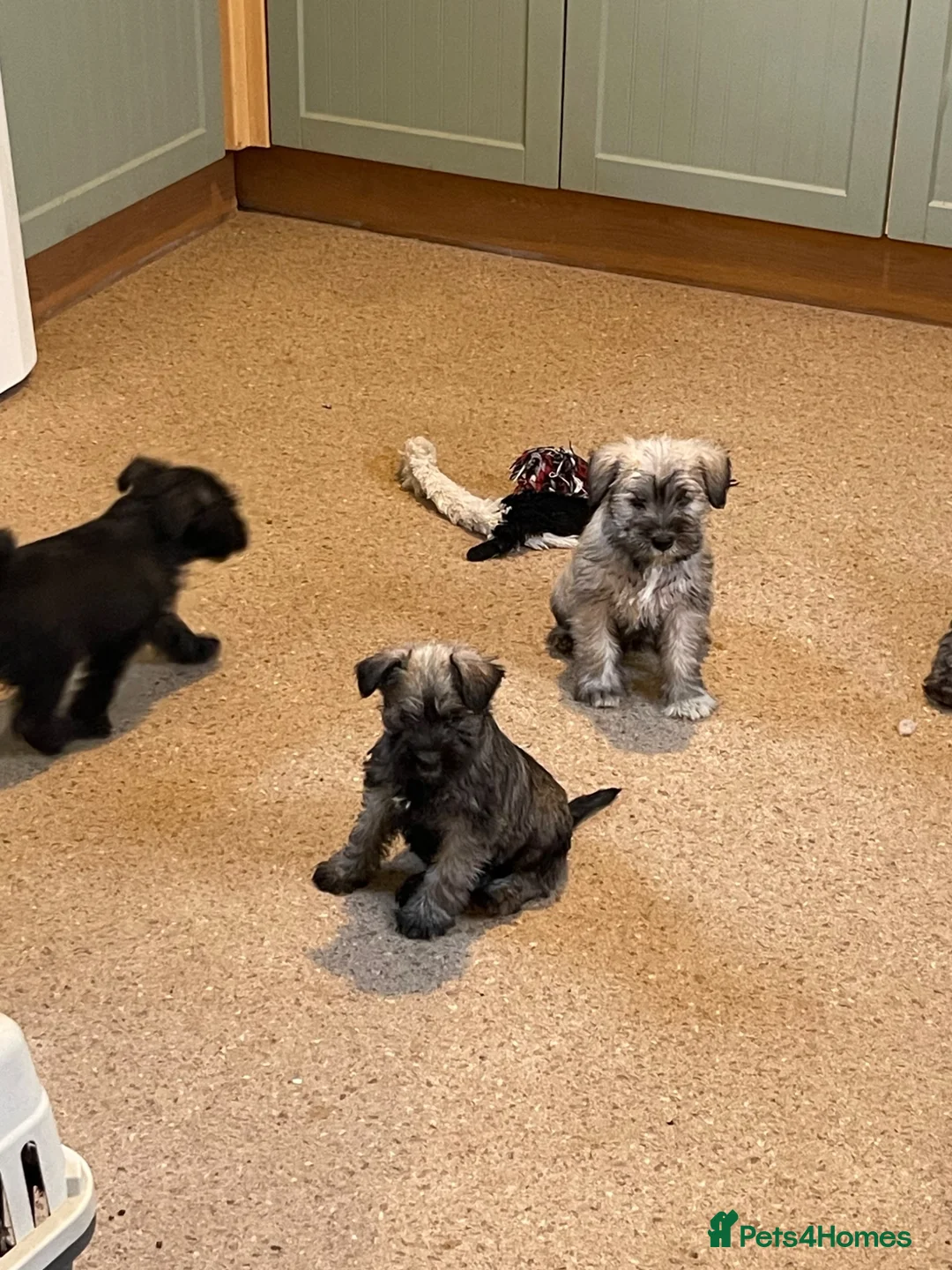 Mixed Breed dogs for sale: Wauzer pups for sale. - Advert 2
