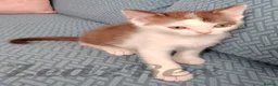 Devon Rex cats for sale: Special home wanted for beautiful Devon Rex x BSH  - Advert 5