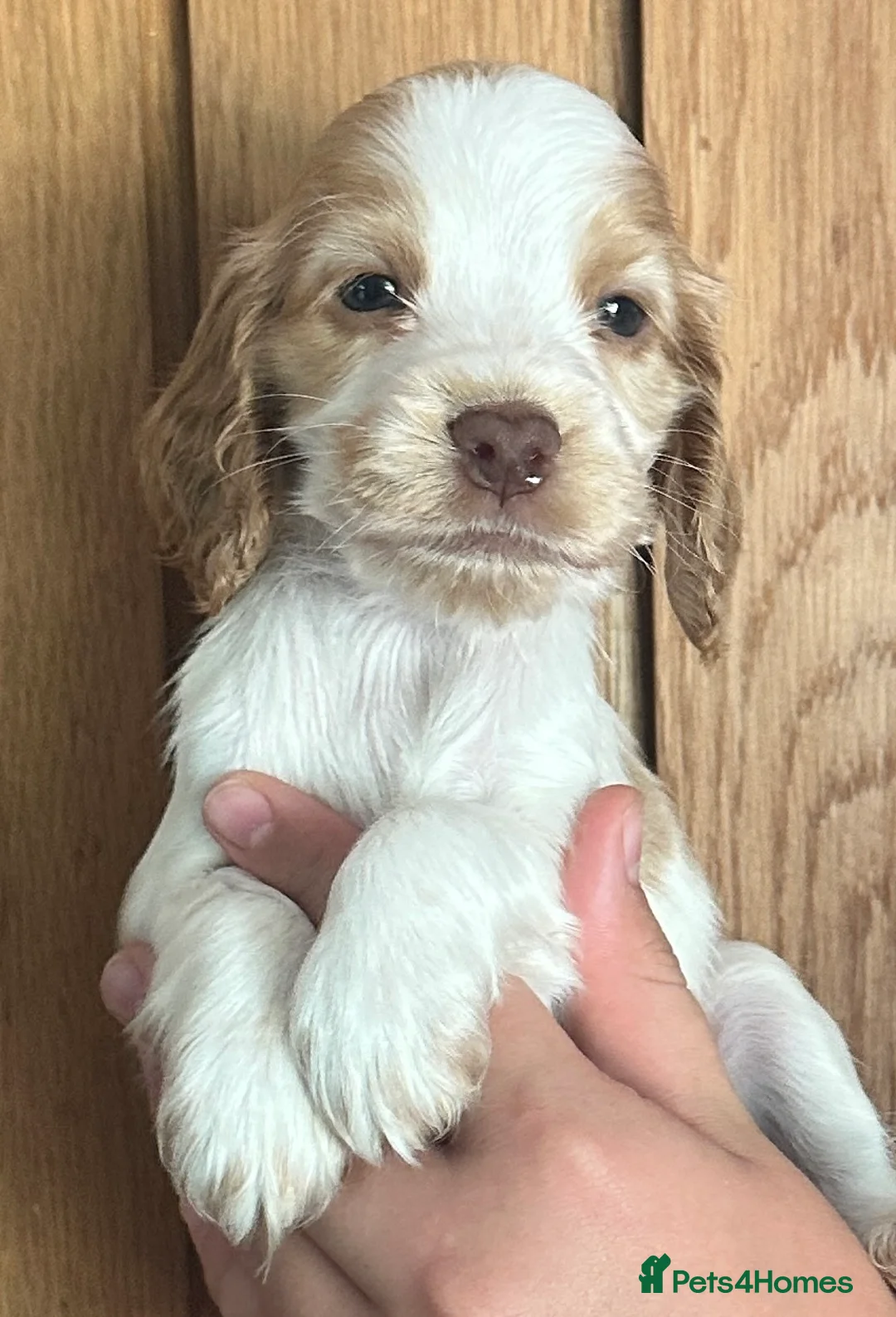 Cocker Spaniel dogs for sale: 2 girls and 1 boy available from a litter of 6 - Advert 2