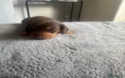 Dachshund dogs for sale: Dachshund  - Advert 2