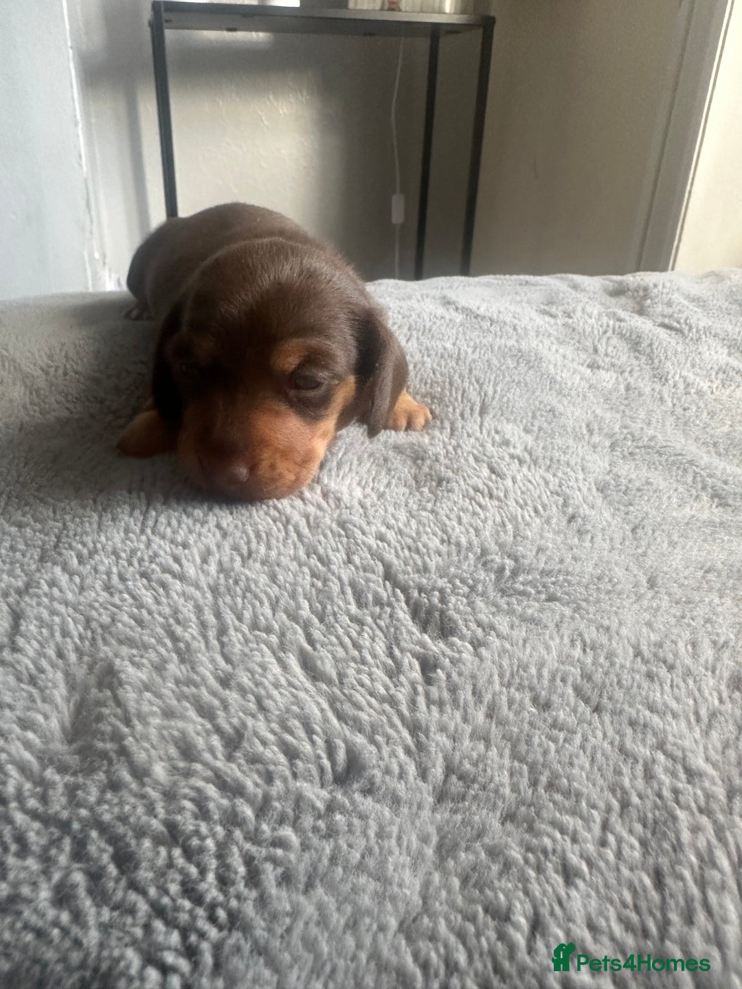 Dachshund dogs for sale: Dachshund  - Advert 2