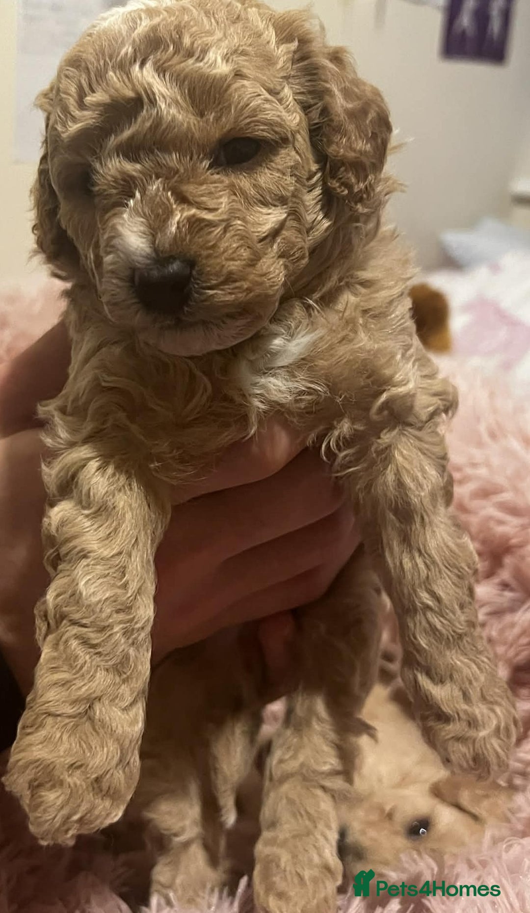 Maltipoo dogs for sale: Beautiful Maltipoo Puppies for Sale – 3 Boys - Advert 4