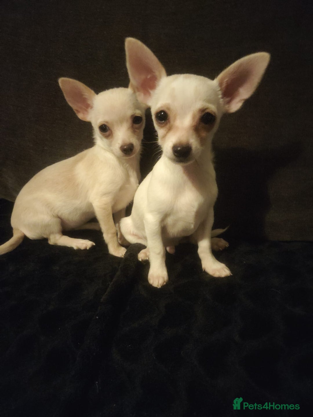 Chihuahua dogs for sale: Deer head chihuahua  - Advert 1