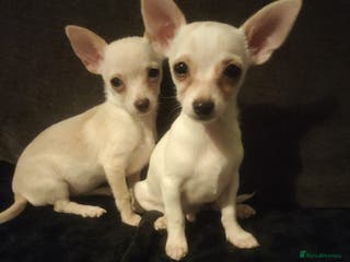 Chihuahua dogs Deer head chihuahua - Advert 16