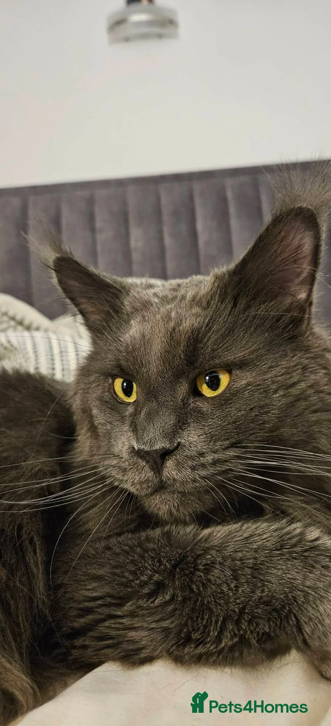 Maine Coon cats for sale: Giant Maine Coon  - Advert 4