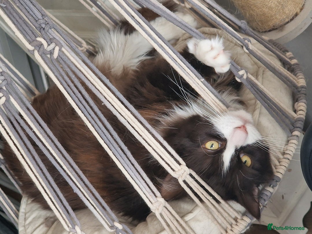 Mixed Breed cats for adoption: Loved family cats in need of a loving home  - Advert 11