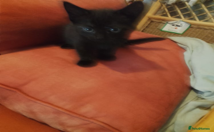 Mixed Breed cats - Advert 12