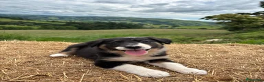 Border Collie 3