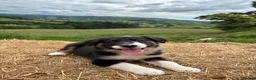 Border Collie dogs for sale: Long coated rare border collie puppies - Advert 7