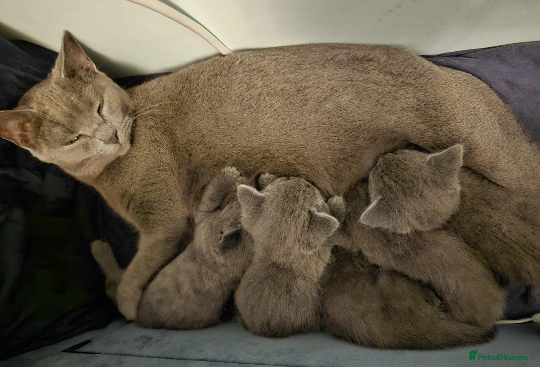 Russian Blue cats Pure Bred Russian Blue Kittens - Advert 3