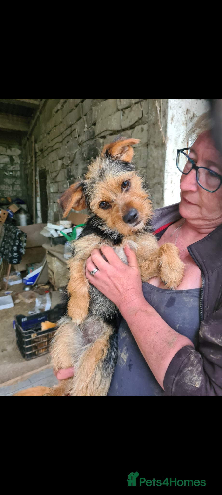 Mixed Breed dogs Dolly small terrier - Advert 2