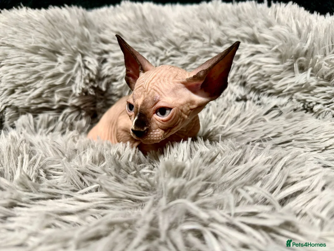 Sphynx cats for sale: TICA Reg Sphynx Kittens, Extensive Genetic Testing - Advert 26