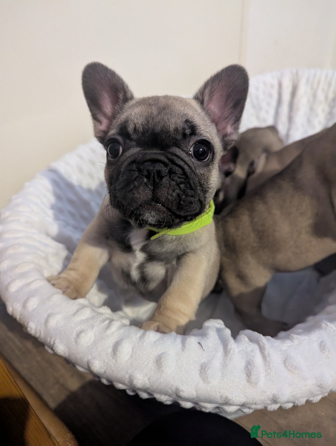 French Bulldog dogs for sale: French Bulldog Puppies  - Image 9
