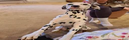 Dalmatian dogs for sale: Blue is looking for his second home *please read* in Lancaster - Advert 16