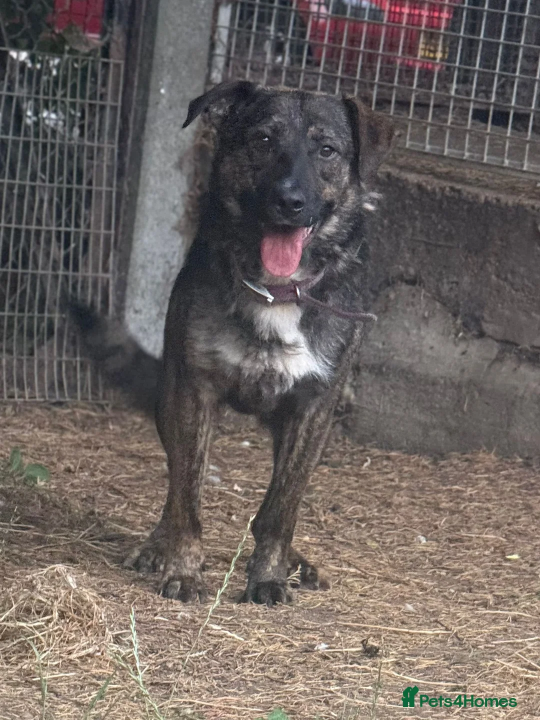 Mixed Breed dogs for adoption: Meet brilliant Bertie!!!  - Advert 5