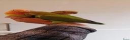Parakeets birds for sale: Hand reared baby Lovebirds for sale - Advert 5