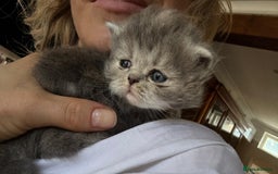 Persian cats for sale: Himalayan Persians - Image 23