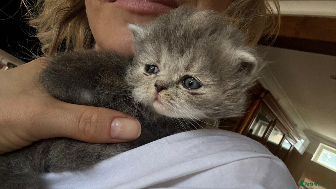Persian cats for sale: Himalayan Persians - Image 23