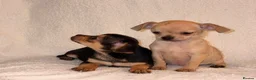 Chihuahua dogs for sale: Chihuahua Puppies  - Advert 4