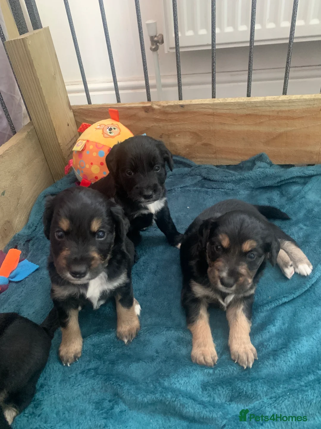 Mixed Breed dogs for sale: A* Sprollie Pups  - Advert 1