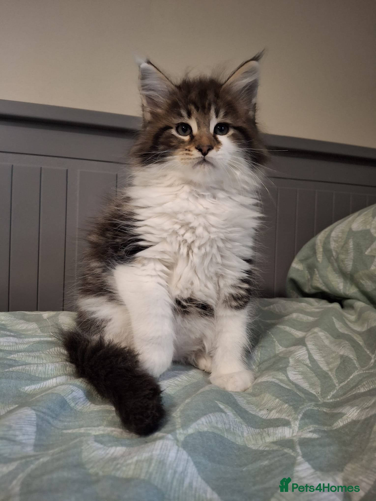 Maine Coon cats Last kittens ❤️❤️ - Advert 2