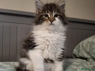 Maine Coon cats Last kittens ❤️❤️ - Advert 2