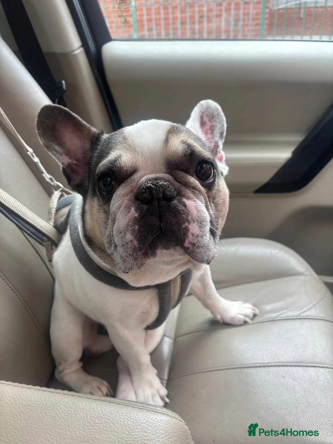 French Bulldog dogs for sale: older dog looking for home without children.  in Billingham - Advert 1