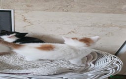 Selkirk Rex cats for sale: Adorable Selkirk Rex Kittens (Straight ) - Image 7