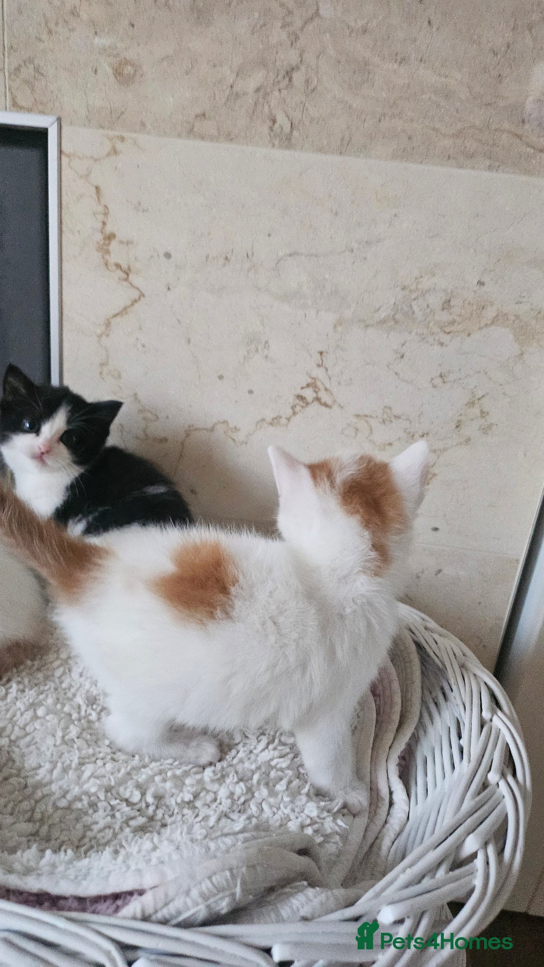 Selkirk Rex cats for sale: Adorable Selkirk Rex Kittens (Straight ) - Image 7