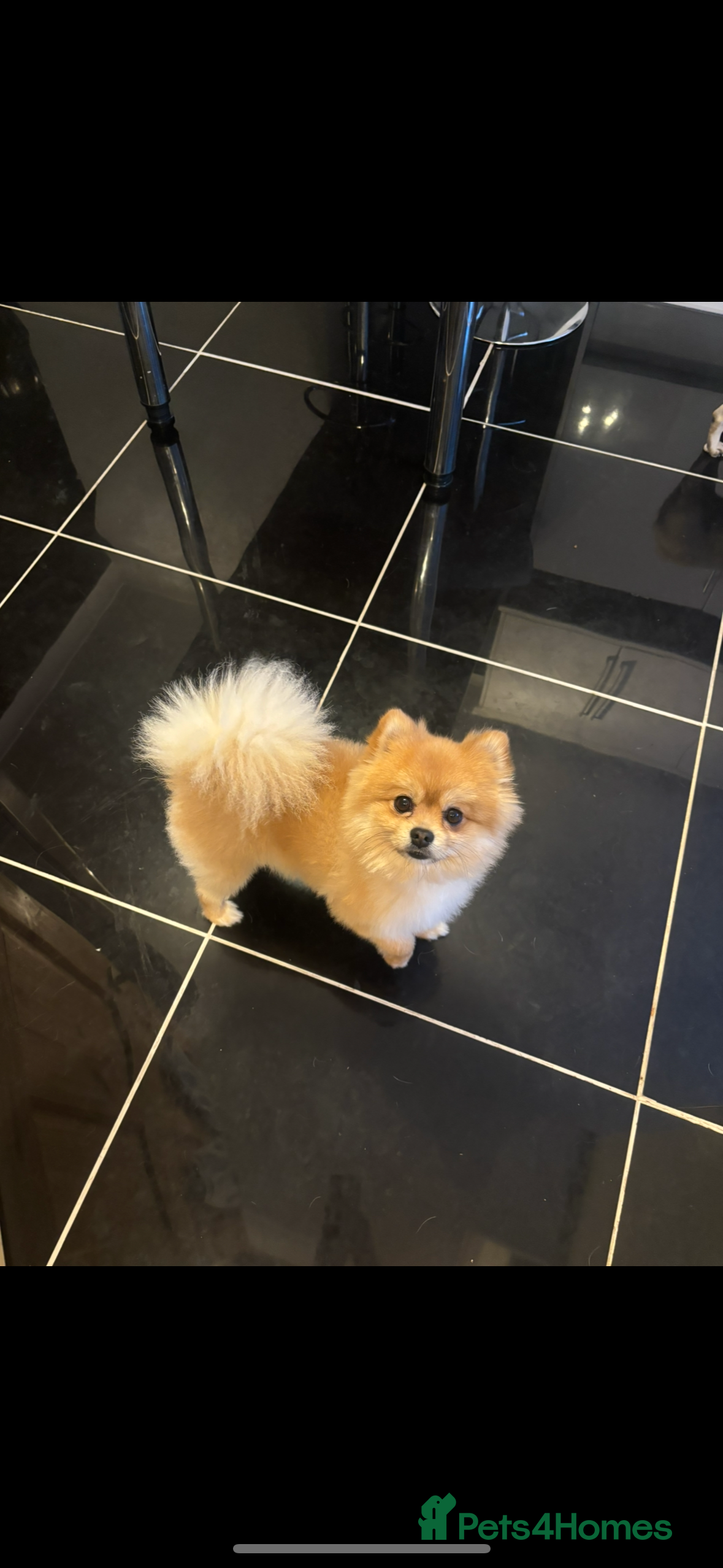 Pomeranian dogs Beautiful Pomeranian for stud in Hull - Advert 5